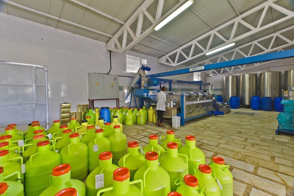 Zeytinyağı Fabrikamız Tekrar Zeytin Sıkma İşlemine Başlıyor